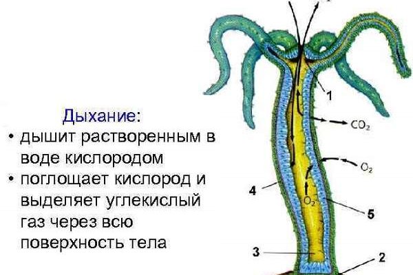 Список луковых tor сайтов