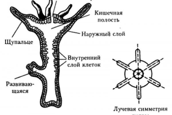 Кракен сайт вход официальный зеркало